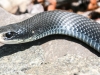black snake -5