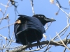 northern raven April 272016 -1
