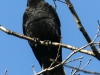 northern raven April 272016 -10