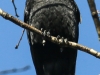 northern raven April 272016 -12