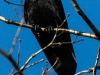 northern raven April 272016 -13