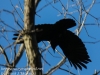 northern raven April 272016 -14