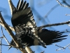 northern raven April 272016 -15