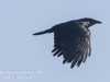 northern raven April 272016 -16