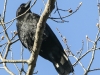 northern raven April 272016 -2