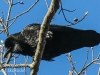 northern raven April 272016 -3