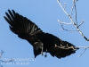 northern raven April 272016 -7