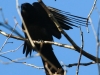 northern raven April 272016 -8