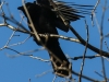 northern raven April 272016 -9