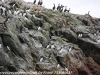 Norway Day Four Honningsvag Sea safari razorbill (1 of 8)