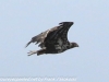 Norway Day Four Honningsvag Sea safari eagles  (1 of 14)