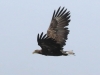 Norway Day Four Honningsvag Sea safari eagles  (5 of 14)