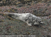 Norway Day Four Honningsvag Sea safari seals  (15 of 19)