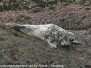 Norway Day Five: Honningsvag bird seals  June 4 2018
