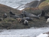 Norway Day Four Honningsvag Sea safari seals  (16 of 19)
