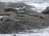 Norway Day Four Honningsvag Sea safari seals  (17 of 19)