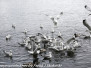 Norway Day Nine: Tromso lake seagulls June 8 2018 