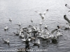 Norway Day Nine Tromso lake birds (1 of 13)