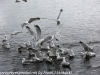 Norway Day Nine Tromso lake birds (10 of 13)