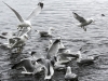 Norway Day Nine Tromso lake birds (11 of 13)