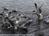 Norway Day Nine Tromso lake birds (12 of 13)