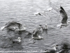 Norway Day Nine Tromso lake birds (13 of 13)