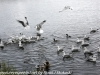 Norway Day Nine Tromso lake birds (2 of 13)