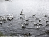 Norway Day Nine Tromso lake birds (3 of 13)