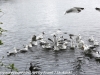 Norway Day Nine Tromso lake birds (6 of 13)