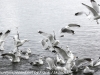 Norway Day Nine Tromso lake birds (7 of 13)