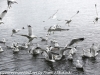 Norway Day Nine Tromso lake birds (8 of 13)