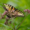 Ohiopyle-butterflies-1-of-12