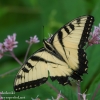 Ohiopyle-butterflies-10-of-12
