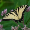 Ohiopyle-butterflies-11-of-12