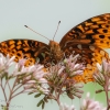 Ohiopyle-butterflies-2-of-12