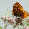 Ohiopyle-butterflies-3-of-12