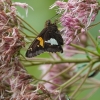 Ohiopyle-butterflies-4-of-12