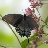 Ohiopyle-butterflies-5-of-12