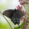 Ohiopyle-butterflies-6-of-12