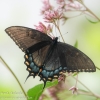 Ohiopyle-butterflies-7-of-12