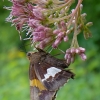 Ohiopyle-butterflies-8-of-12