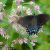 Ohiopyle-butterflies-9-of-12