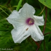 Ohiopyle-flowers-3-of-13