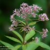 Ohiopyle-flowers-4-of-13
