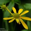 Ohiopyle-flowers-5-of-13