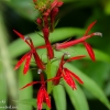 Ohiopyle-flowers-6-of-13
