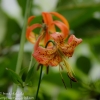 Ohiopyle-flowers-7-of-13