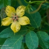 Ohiopyle-flowers-9-of-13