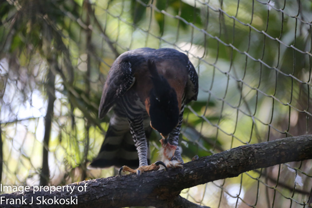 ornate hawk eagle (20 of 25).jpg