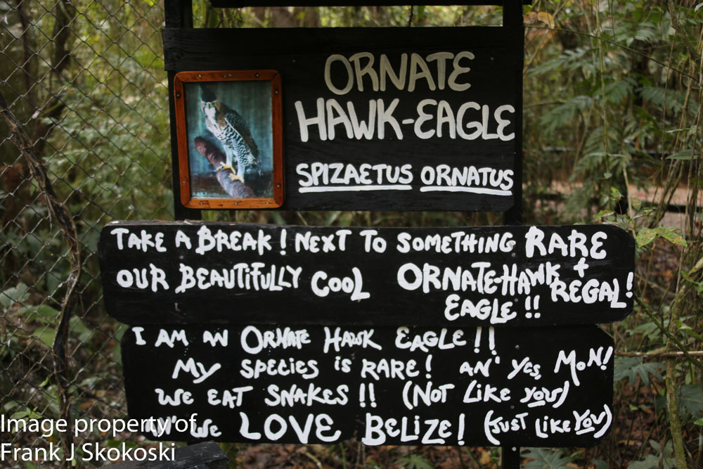 ornate hawk eagle (7 of 25).jpg